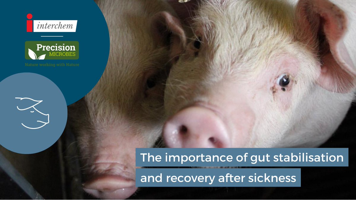 InterchemSwine's tweet image. Precision Microbes is specifically designed to help recovery and #gutstabilisation following #enteritis and/or #diarrhoea in young #pigs. Contact Interchem to find out how @PM_animalhealth can enhance pig health on your unit.