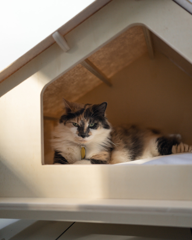 rawrycat's tweet photo. HAPPY RAWRY DAY! It's the biggest day of the year, the global holiday where we celebrate Rawry's adoption day. The day she flooped into our lives and hearts forever. https://t.co/TORKyd0EBl