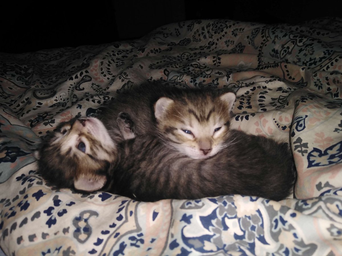 Kemafili1's tweet photo. Old pictures of my Son Egg and his brother cheese https://t.co/d5zyDL0cxr