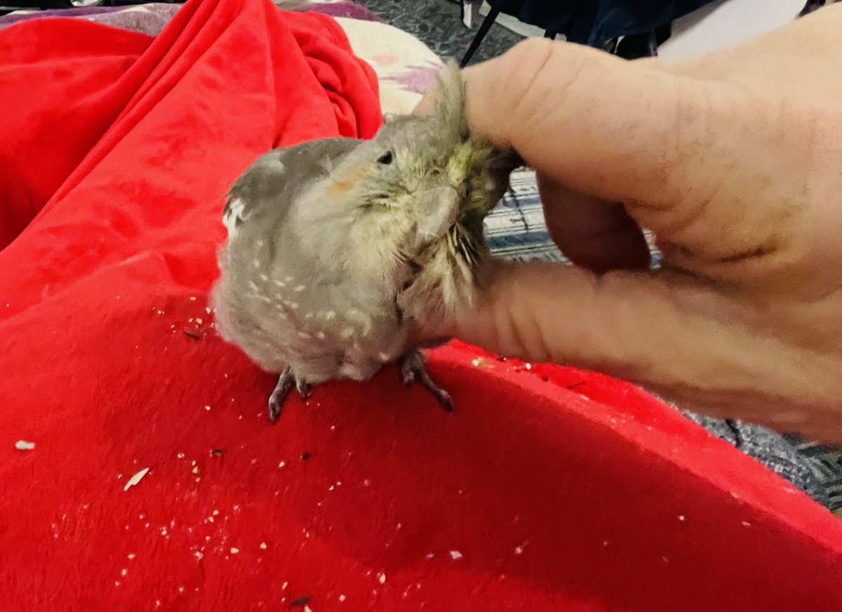 COLLEENGROTTMOM's tweet photo. Ahhhhh!  🦜😎                             #SaturdayMood                  
#BirdsOfTwitter                           #PetBirds          
#Birds https://t.co/aSpSwUoSE1