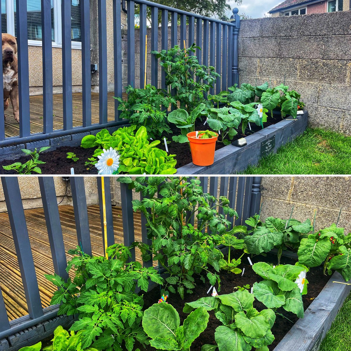 stephiemc07's tweet photo. And after few weeks, ups&amp;downs. Weather changes, but with love n care we still in business 👩🏼‍🌾🌿🍓🥦🥗🍅🎃#homegrown #homegrownveg #homegrownfruit #wegrowing #progress #mylittleveggiepatch https://t.co/ctUpWQ3ClI