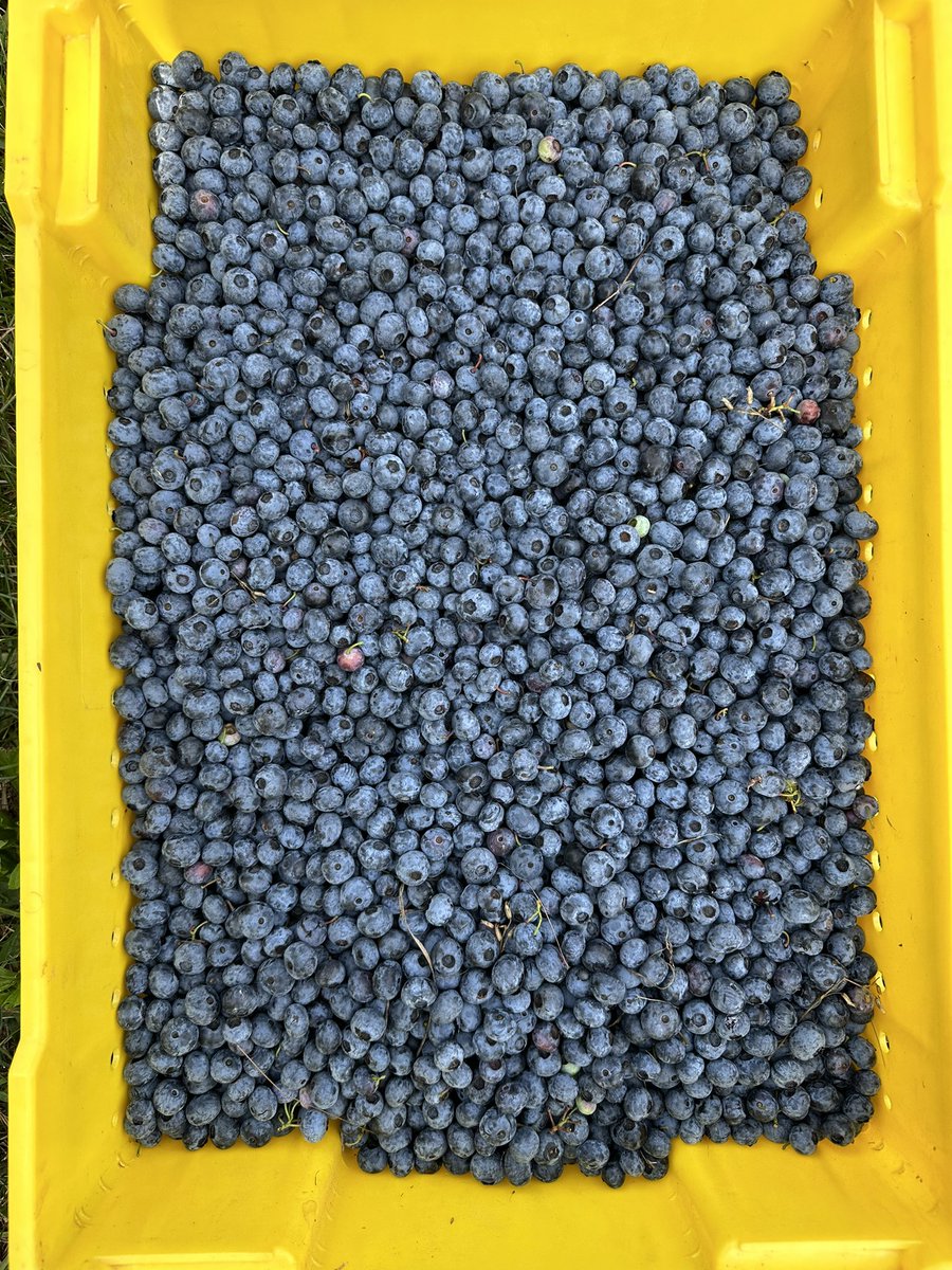 FarmAtHome's tweet photo. Plentiful picking this weekend! https://t.co/ADgr62Grp0