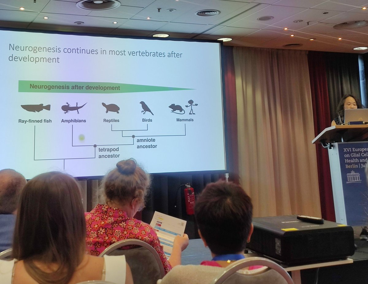 MartynaLukoseviciute (@lukmartyna) on Twitter photo And that's a wrap for the symposium with the inspiring <a href="/Tanaxolotl/">Elly Tanaka</a> talking all things stem cells and neurons in axolotl brain and more!
#glia2023 And that's a wrap for the symposium with the inspiring <a href="/Tanaxolotl/">Elly Tanaka</a> talking all things stem cells and neurons in axolotl brain and more!
#glia2023