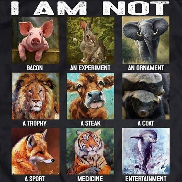 _AnimalAdvocate's tweet photo. We all have a superpower🦹♀️
Our purchasing power👊
End the profit, end the suffering🤔
Don't finance #AnimalAbuse💔
Go #Vegan🐾💞
Help @BTWsanctuary🐷💞
@RickyGervais @PeterEgan6 @ProtectWldlife @RobRobbEdwards @marcthevet @NickTaylorLLB @Veganella_ @hilltopgina @AnimalAid https://t.co/z71IYMy5Zp