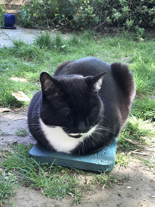 Moustache Cat tweet media