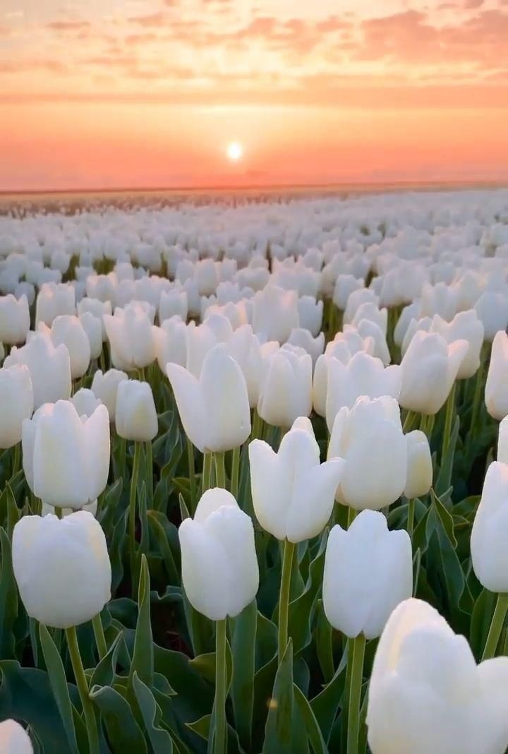 white tulip field