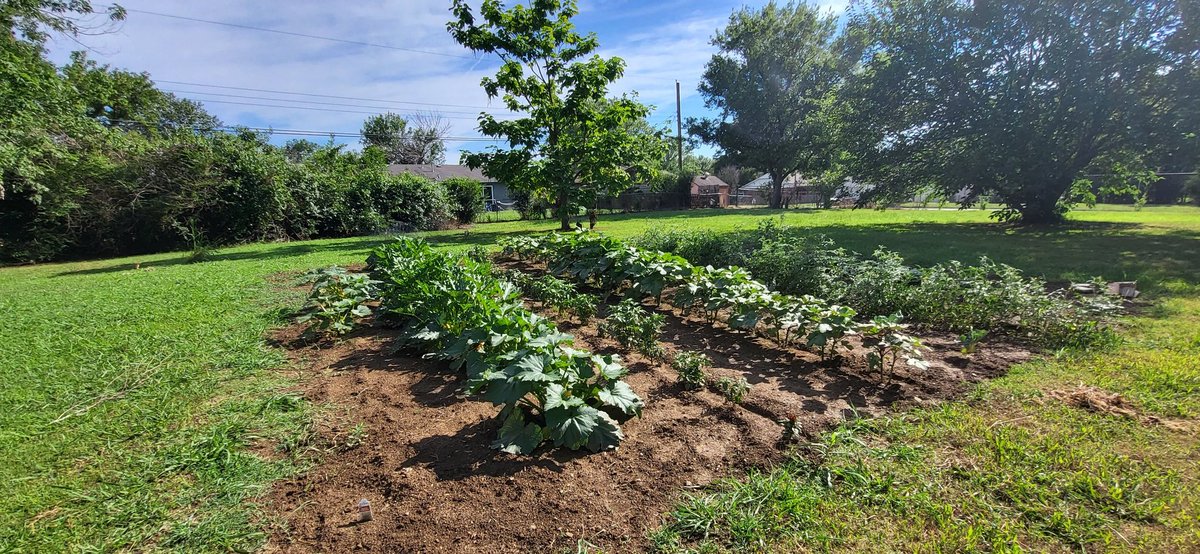 19bigsister72's tweet photo. Our garden this yr. The father's day storm took out a few plants, and we lost another yellow squash plant yesterday. I have three of those plants left, might have to plant more. #GrowSomething #BecauseFood #Gardening2023 https://t.co/DIGauBZFBP