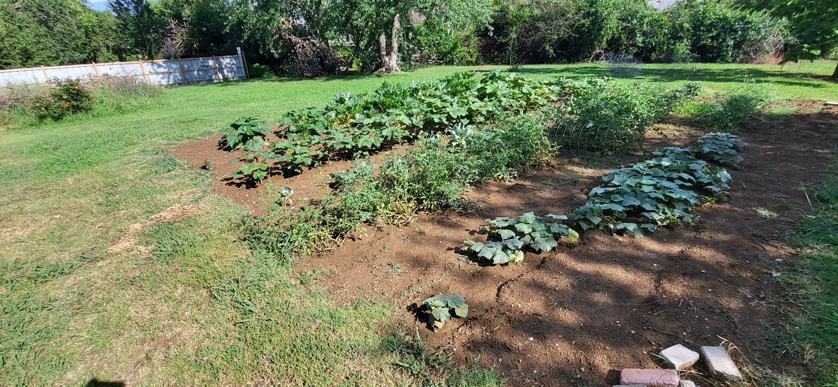 19bigsister72's tweet photo. Our garden this yr. The father's day storm took out a few plants, and we lost another yellow squash plant yesterday. I have three of those plants left, might have to plant more. #GrowSomething #BecauseFood #Gardening2023 https://t.co/DIGauBZFBP