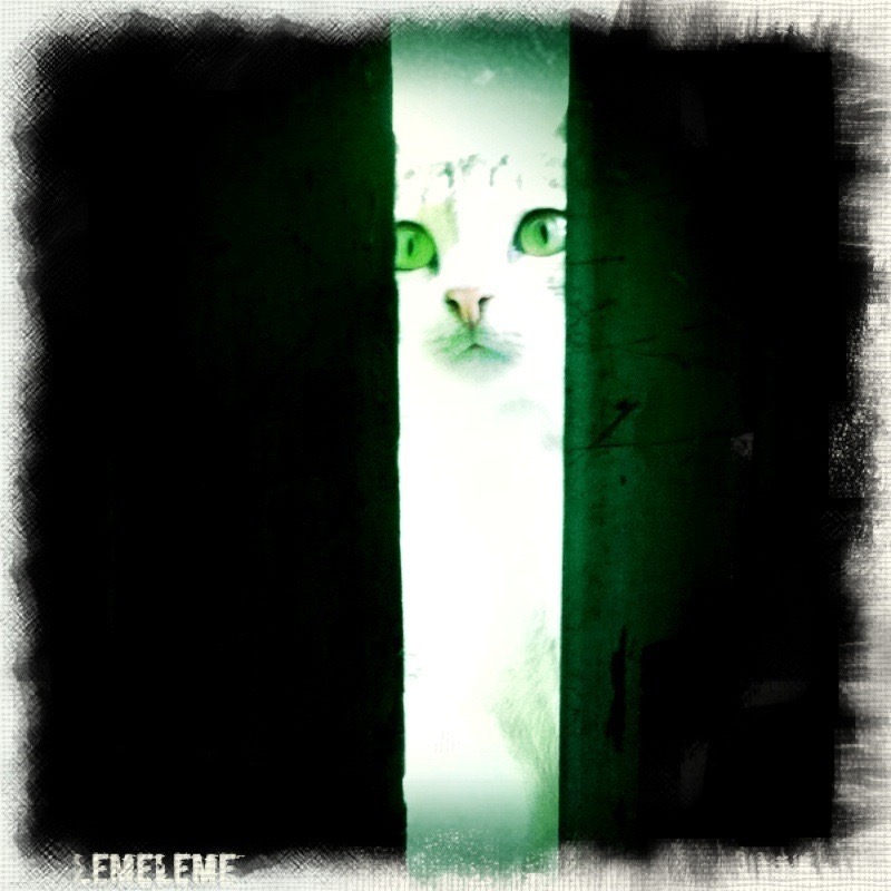 Osatsuki168's tweet photo. Peek-a-boo, pretty kitty!
I took this 10+ years ago using the now discontinued iPod Touch 4G with the now discontinued App LemeLeme. 
My iPod is now cracked but the photos are still intact, the memories still vivid and the feelings still linger.

#Apple #OpenSeaNFT #CatsOnTwitter https://t.co/yb1cJChfPa