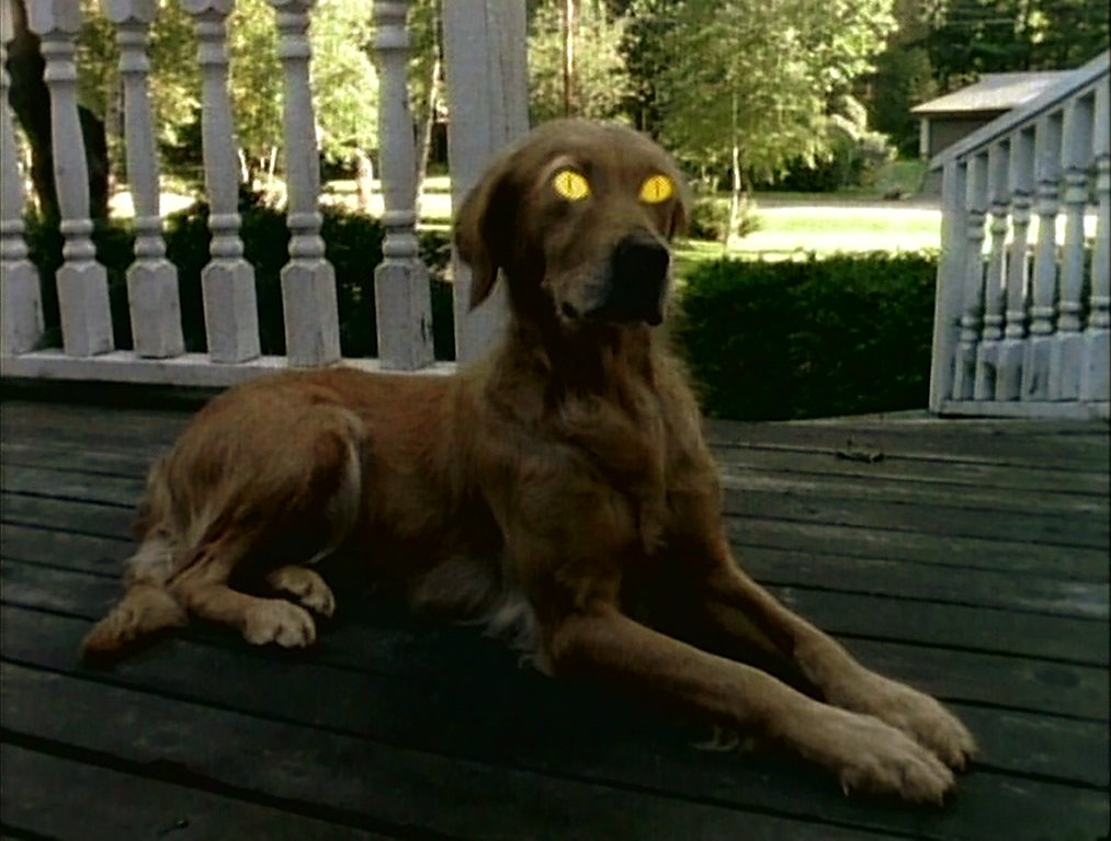 MichaelVarrati's tweet image. The dog that gets possessed and then barks along with the theme tune in the opening titles of the GOOSEBUMPS series is a relatively unsung (previously mentioned barking aside) icon of horror.