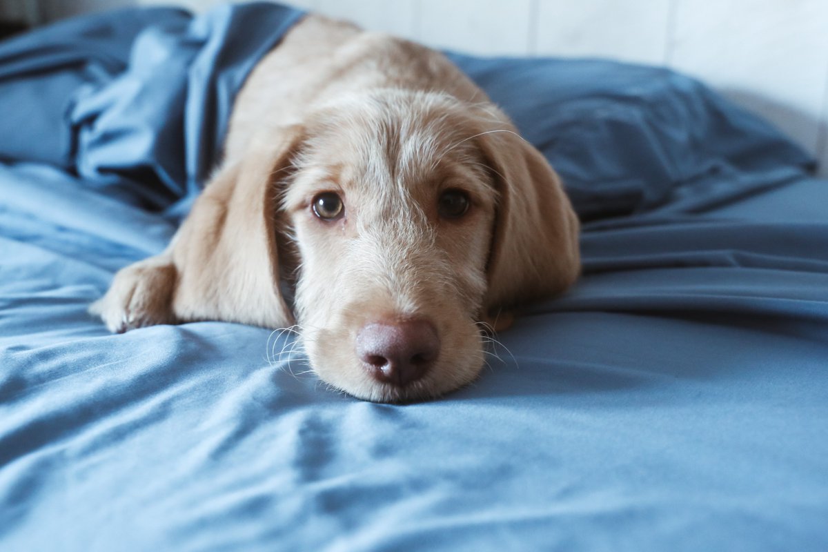 PeachSkinSheets's tweet image. It’s impossible to feel blue in these super soft sheets 💙 #PeachSkinSheets #BestSheetsEver #SoftSheets

peachskinsheets.com/pages/colors-o…