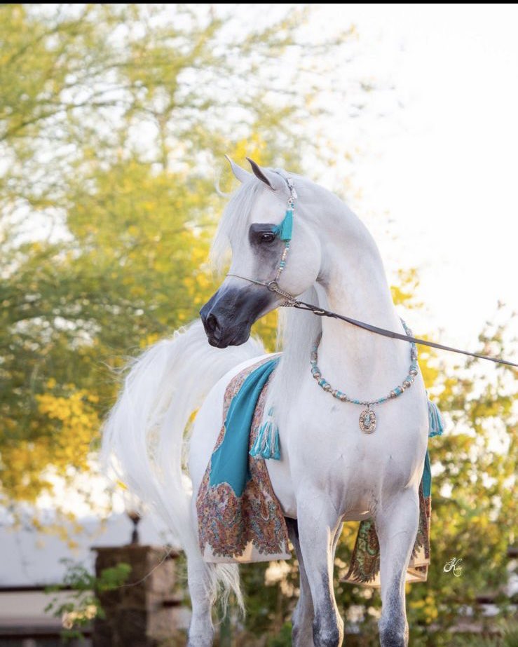mfmd36's tweet photo. #نادي_سباقات_الخيل🇸🇦 
#جمال_الخيل_العربي🇸🇦 
#نادي_الفروسية 🇸🇦
#مركز_الملك_عبدالعزيز_للخيل_العربية_الأصيلة 🇸🇦

@BandarKAlfaisal
@AlmuqbilAS
ألا يستحق جمال الخيل العربية الاصيلة في المملكة العربية السعودية الدعم وان تكون هناك لدينا بطولة عالميه كما هو معمول به في دول اوروبا والدول العربية .
وايضاً دول الخليج مسابقة كتارا ومسابقة دبي وغيرها من البطولات العالميه.
بلادنا منبع ومصدر لجمال الخيل العربية الأصيلة ومحبين هذه الخيول والمعجبين والملاك كثير ونريد ان نكون مميزين في هذا المجال لاننا الاول في كل شئ وهمة حتى القمه كما عودنا قائدنا الملهم امد الله بحياته ونصره سيدي #ولي_العهد 
الامير #محمد_بن_سلمان 
أن شاء الله سوف تكون بطولة جمال الخيل العربيه الاصيلة عالمياً ومحلياً هُنا في بلادنا الغالية🇸🇦