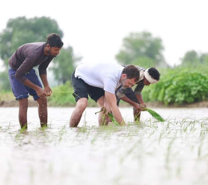 MdAzad7820's tweet photo. ❤️मोहब्बतें रोपी जा रही हैं...🌾❣️🌾
@RahulGandhi
 @priyankagandhi https://t.co/rkQ4SCARBD