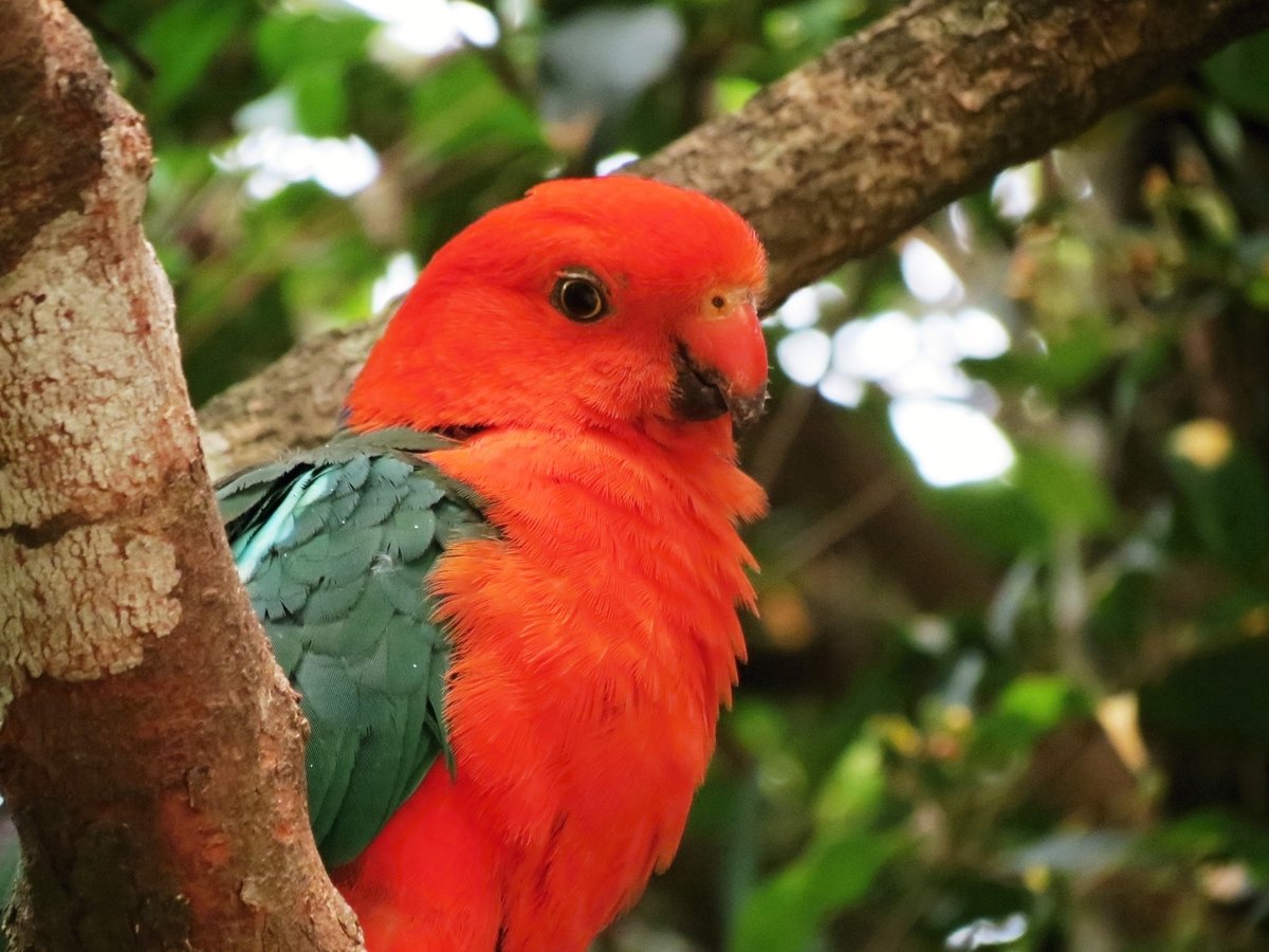 DivineDropbear's tweet photo. The warm colours of our Australian feathered beauties to brighten your winter morning...  (King Parrot, Crimson Rosella, Galahs)
@fred_0d_photo        #BirdsSeenIn2023 #Ozbirds #birds #birdwatching #WildOz #Australia #BirdTwitter https://t.co/xuvKpvSIHi