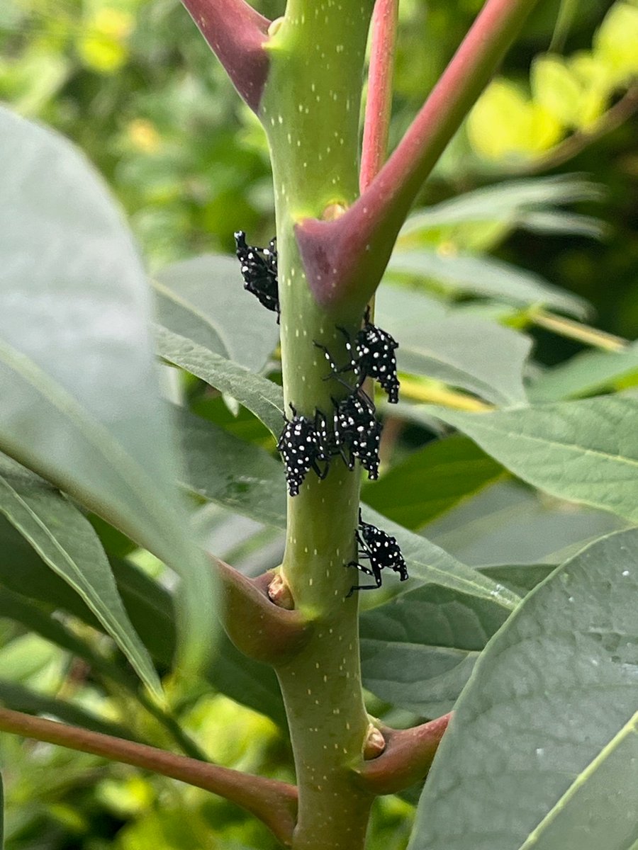 HobokenLocal's tweet photo. They're baaaack....

Seen on Alianthus Trees throughout #Hoboken: Spotted Lantern Flies in their nymph stage. https://t.co/MJdXdLmPaD