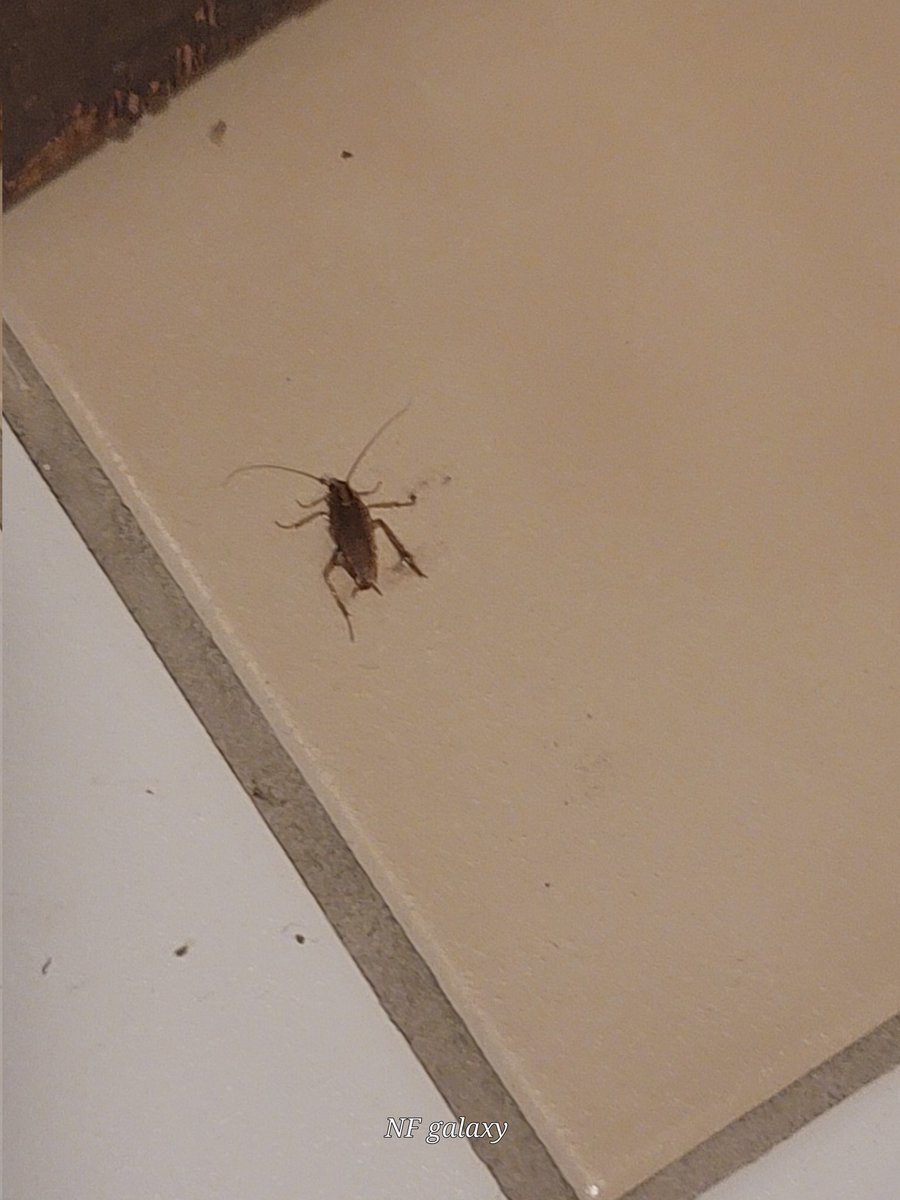 _FavellNicole__'s tweet photo. @daysinn Harvey,Illinois is a horrible hotel. I was bitten by a bed bug. Thay have roaches. Do not stay. https://t.co/793TUK3jh2
