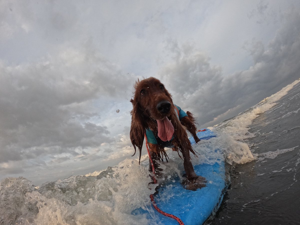 Surfing_Dog tweet picture