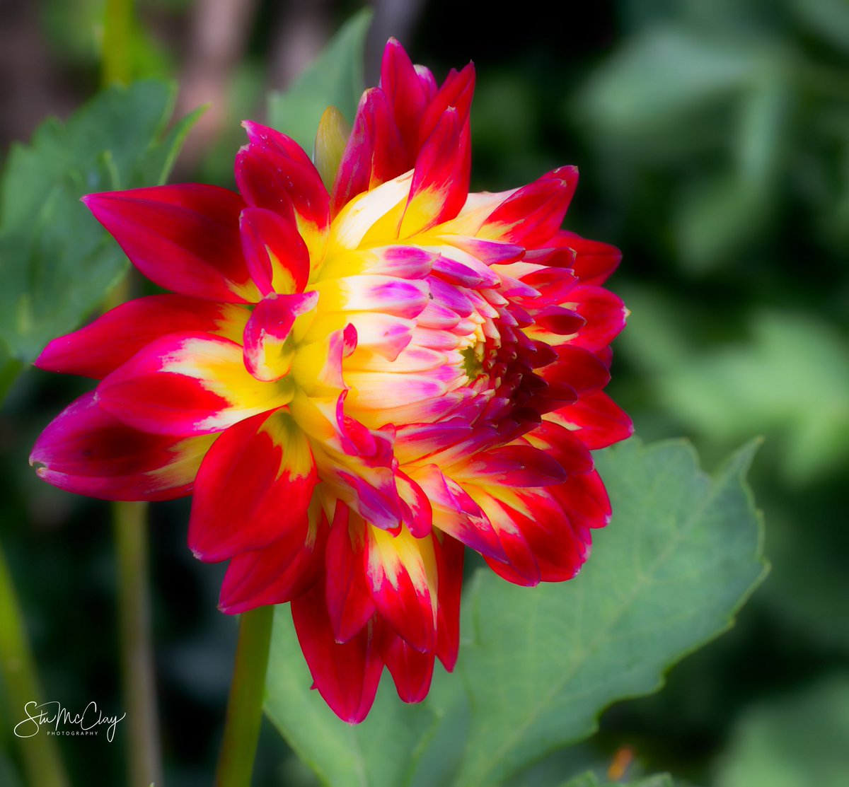 McclayStu's tweet photo. Nature’s fireworks. Nikon 105mm Macro. https://t.co/9WcHVQH032