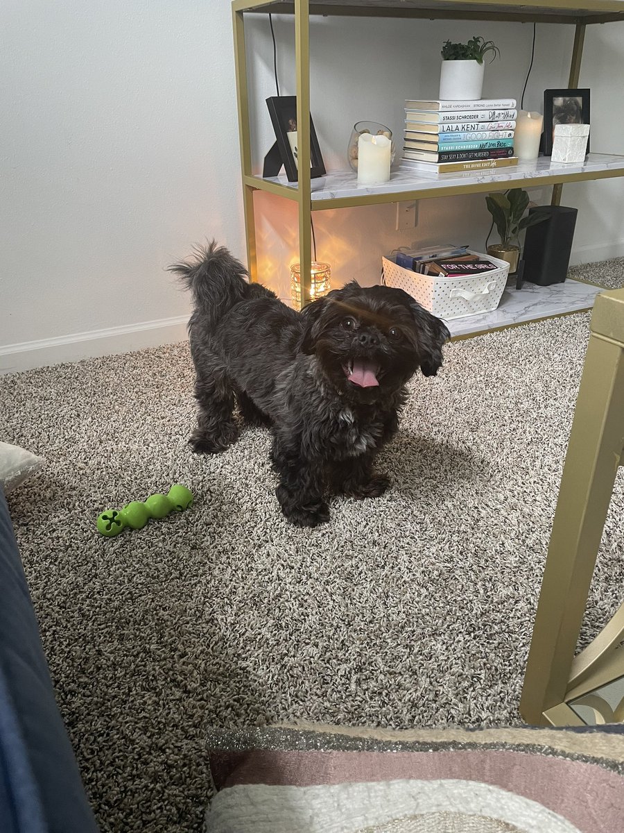 taylordechant's tweet photo. 🥹🐾 https://t.co/cgqv2wzcGU