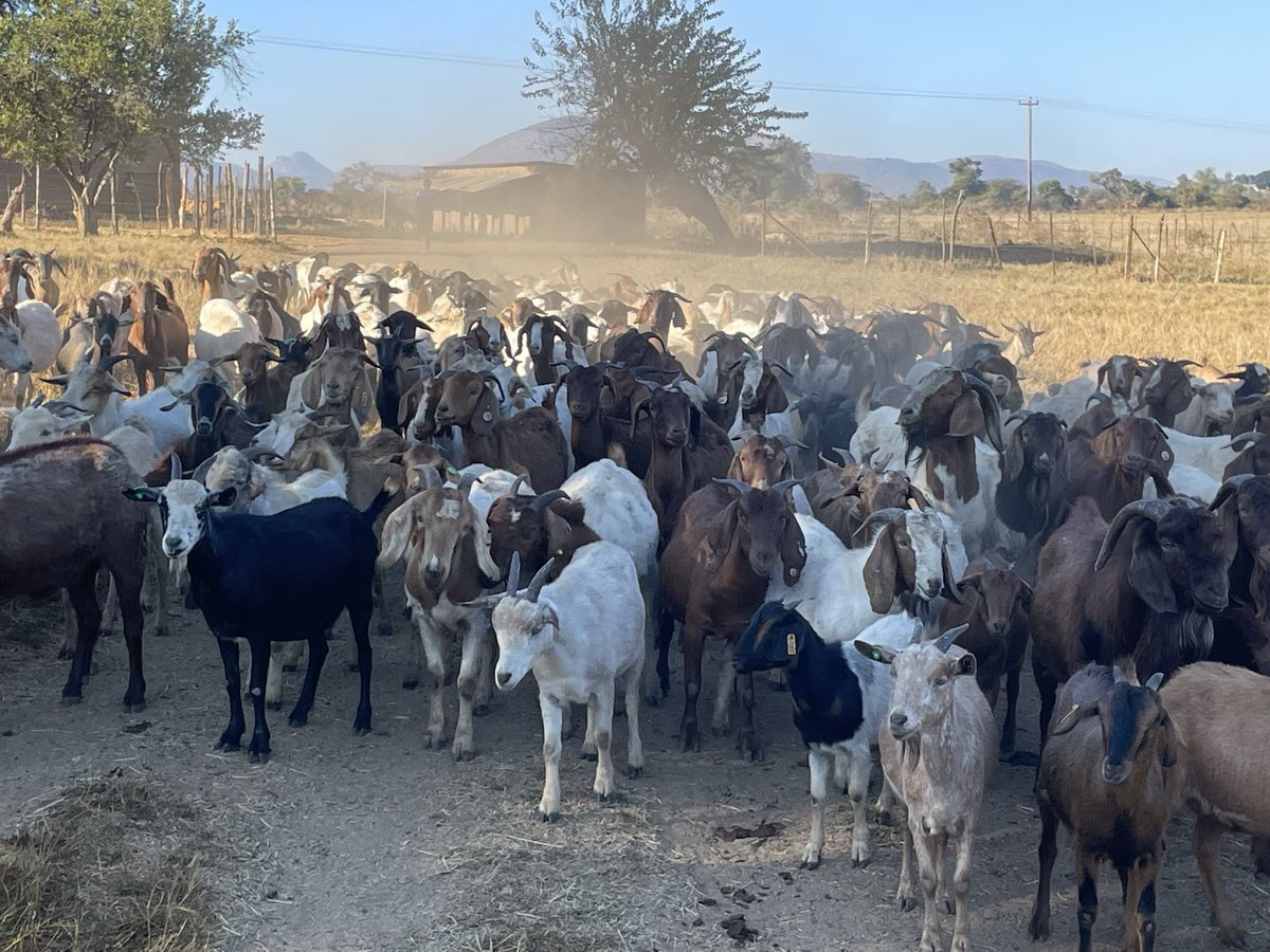 ScrubbsFarm's tweet image. Priceless!   Have a blessed Sunday.