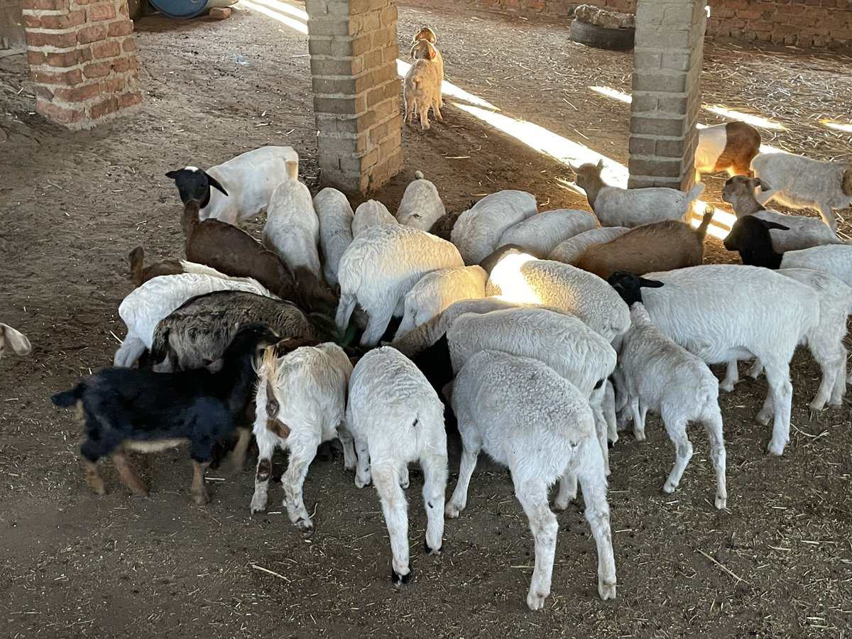 ScrubbsFarm's tweet image. Priceless!   Have a blessed Sunday.