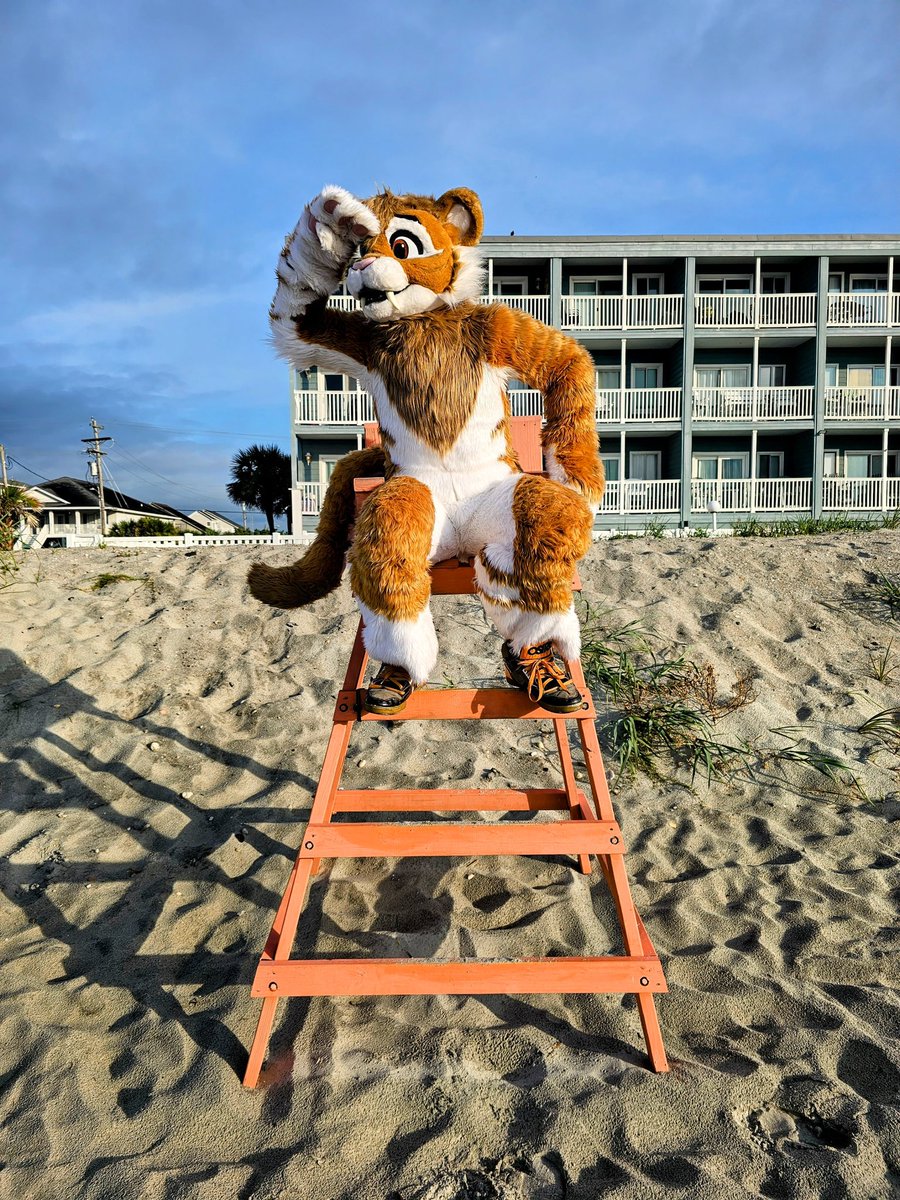 🏝🏖 Beach Cat 🏖🏝