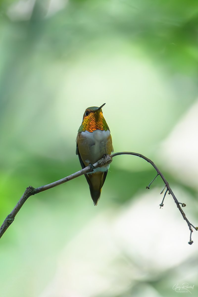 I took a break yesterday afternoon with a cold Ale of Ginger to photograph my little friend Rufus the hummingbird. They're a challenge to capture. I used my Tamron 150-600 #oregon #photography #WildlifePhotography #Birds #Birding #hummingbirds #withmytamron #rufous