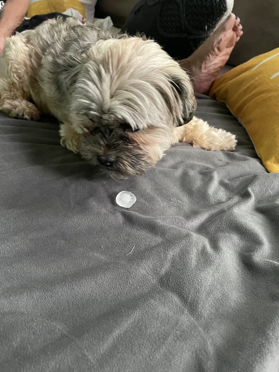 nehusome's tweet photo. @9NEWS Hail in Highlands Ranch https://t.co/y4SlzDtgs5