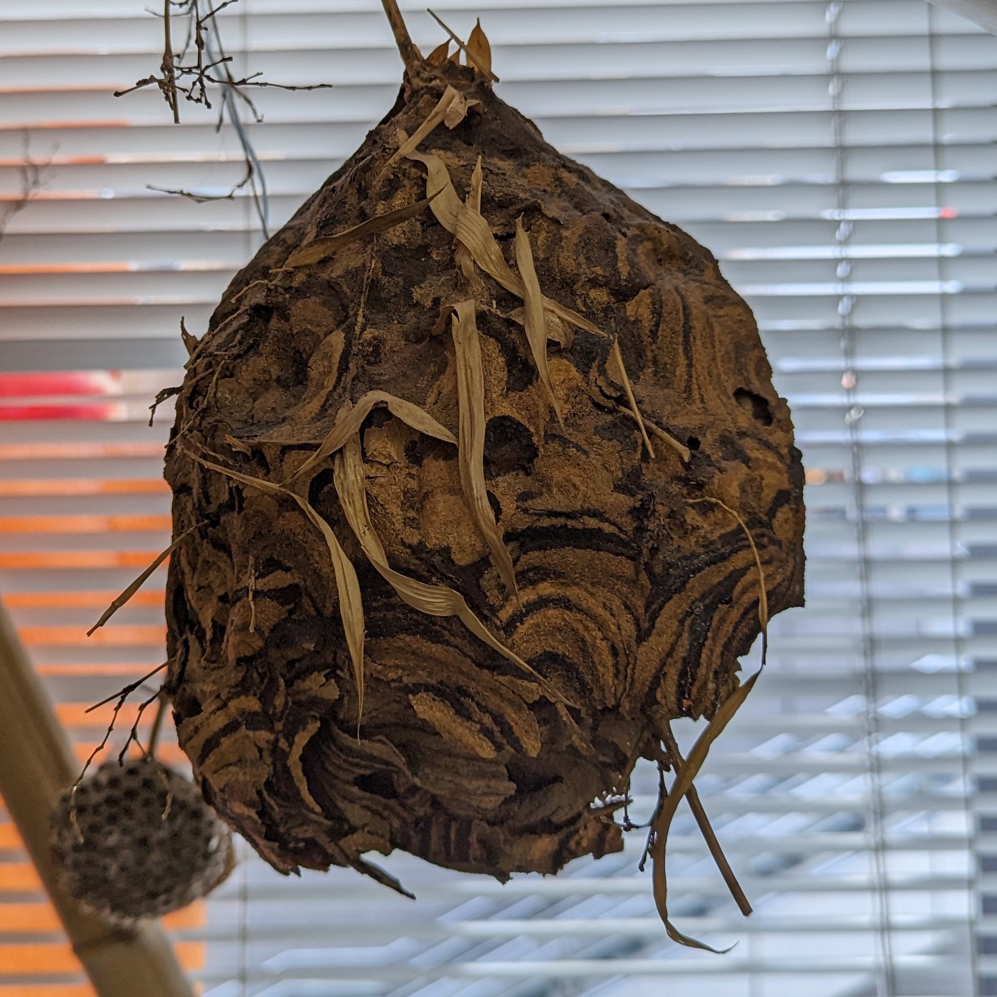 大木皮ふ科クリニックの中の人 on Twitter 