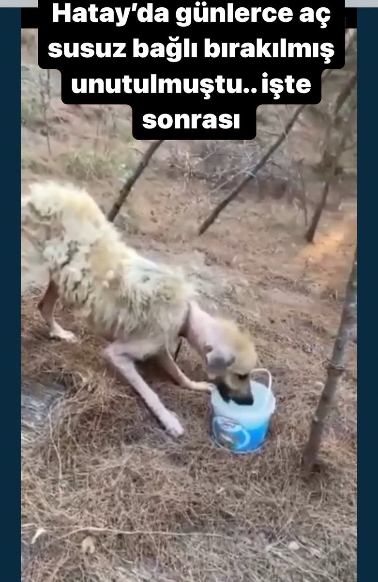 Ankara Patiliköy tweet media