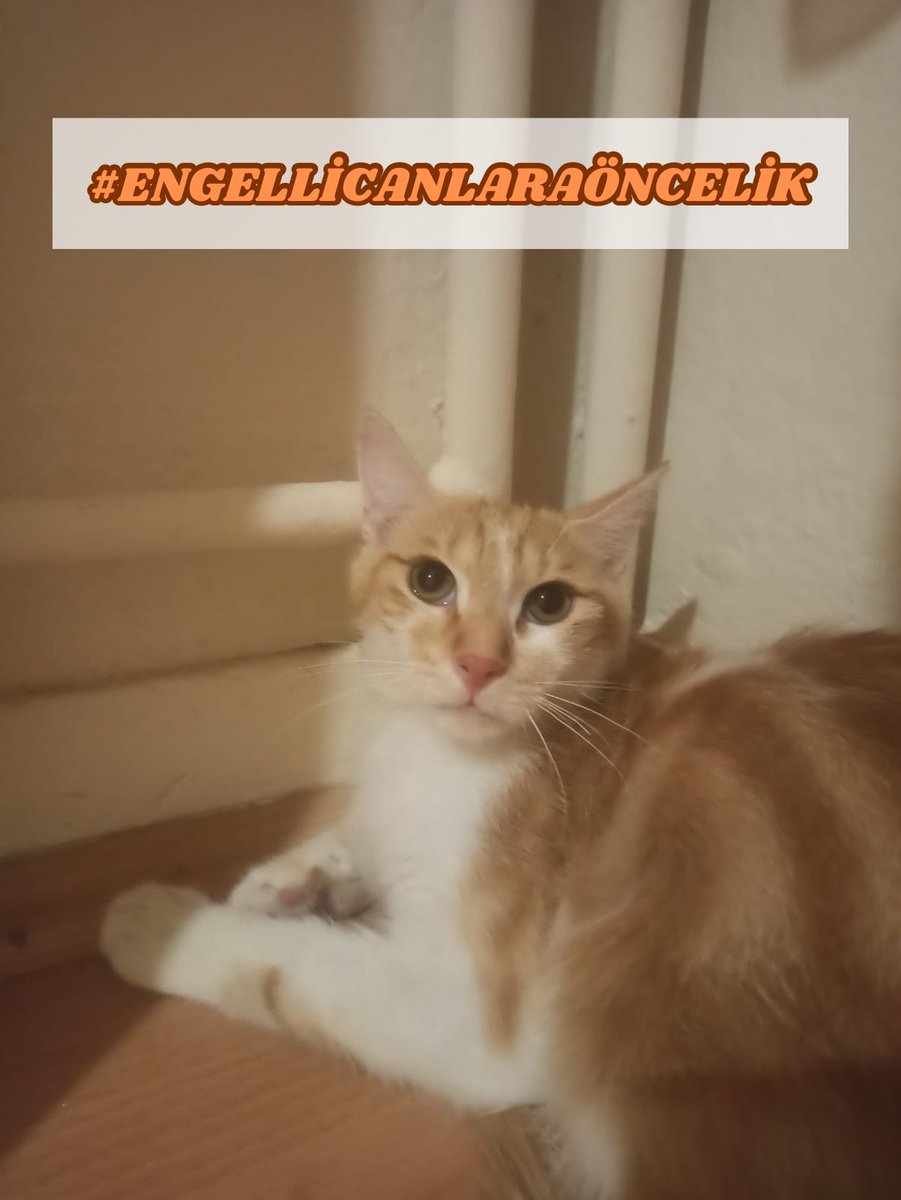 #engellicanlaraöncelik

❌ DEMET ÇOK ACİL GEÇİCİ/ÖMÜRLÜK YUVASINI ARIYOR, LÜTFEN HİKAYESİNİ OKUR MUSUNUZ? ❌

#kedi #kedisahiplendirme #hacettepe #hacettepeüniversitesi #beytepe #ankara #kedisahiplen #sahiplendirme #adoption