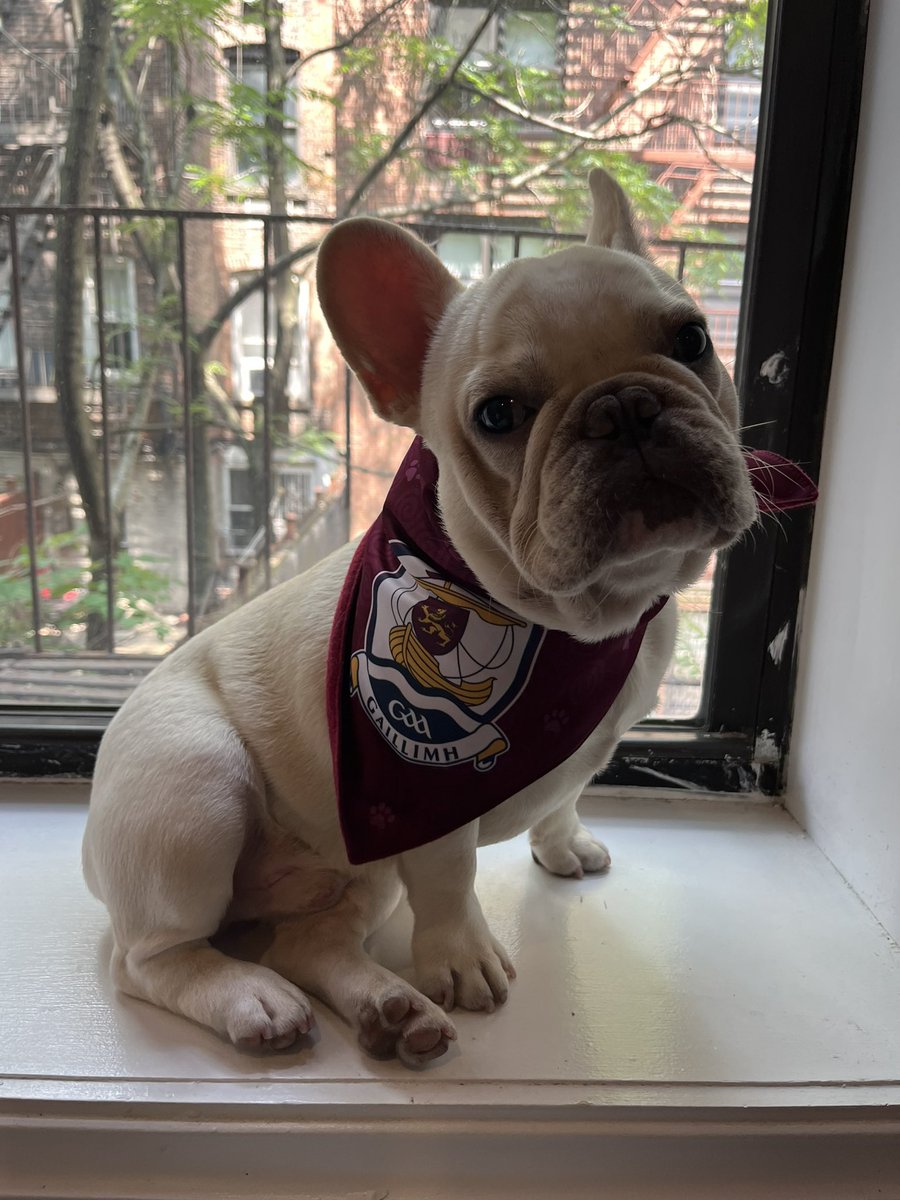 larnnortn's tweet photo. Galway No. 1 fan in NYC #gaago https://t.co/rElH2EbOMw
