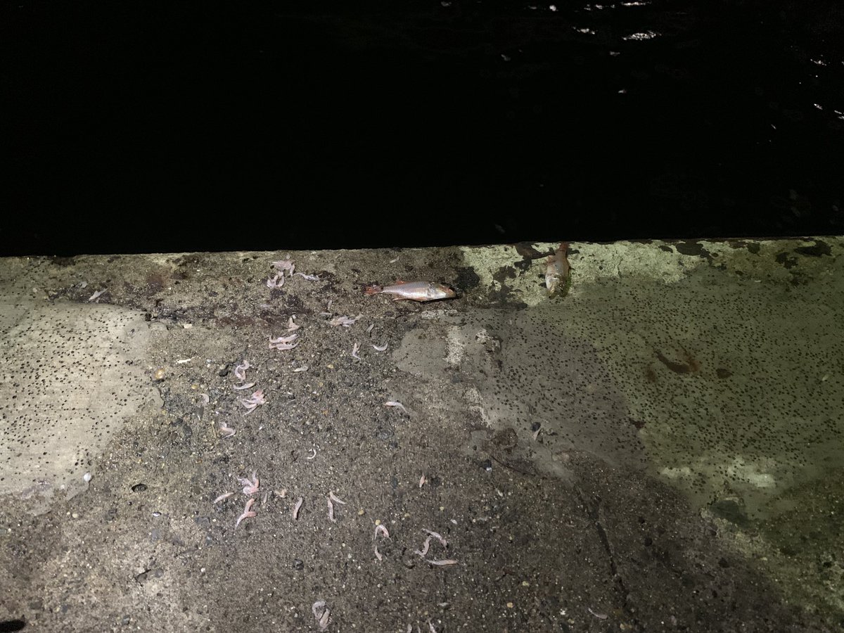 しーさん (@shin55446518) / Posts / X