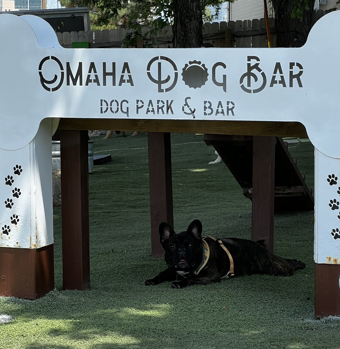 #omahadogbar