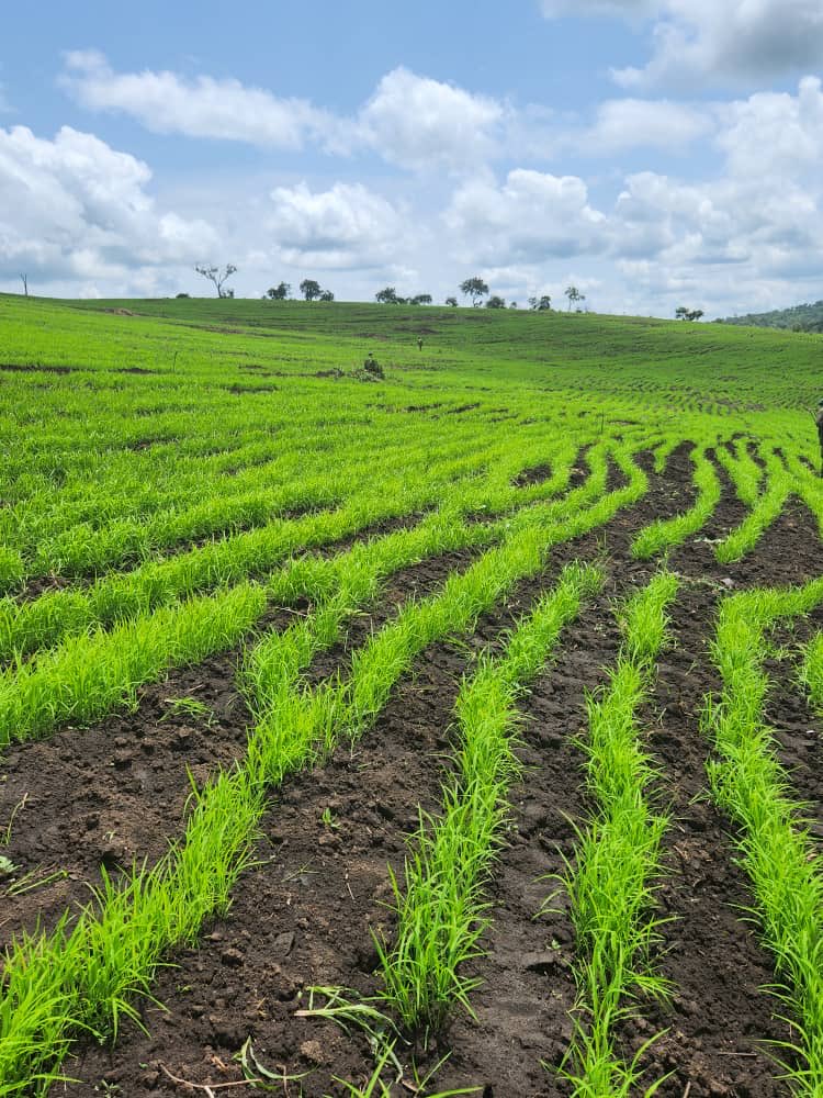 Shimelis Abdisa tweet media