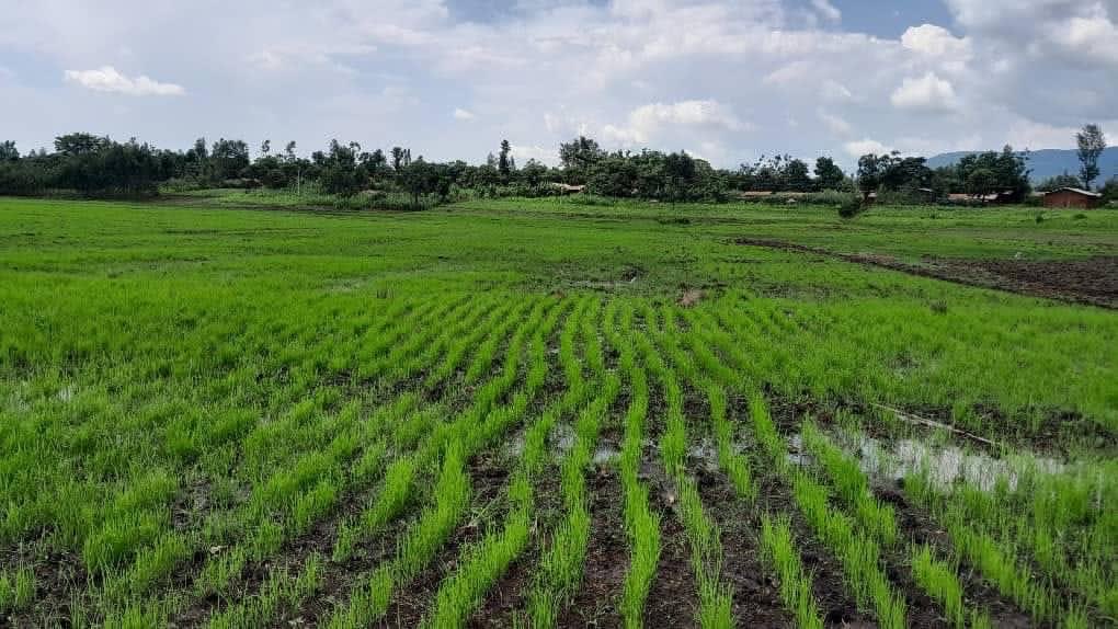 Shimelis Abdisa tweet media