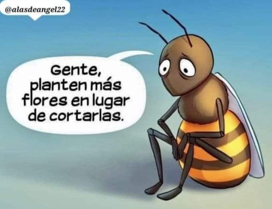 VIRGIINIIA1981's tweet photo. Ayudemos a nuestras Abejitas 🐝 https://t.co/68J187xWyB