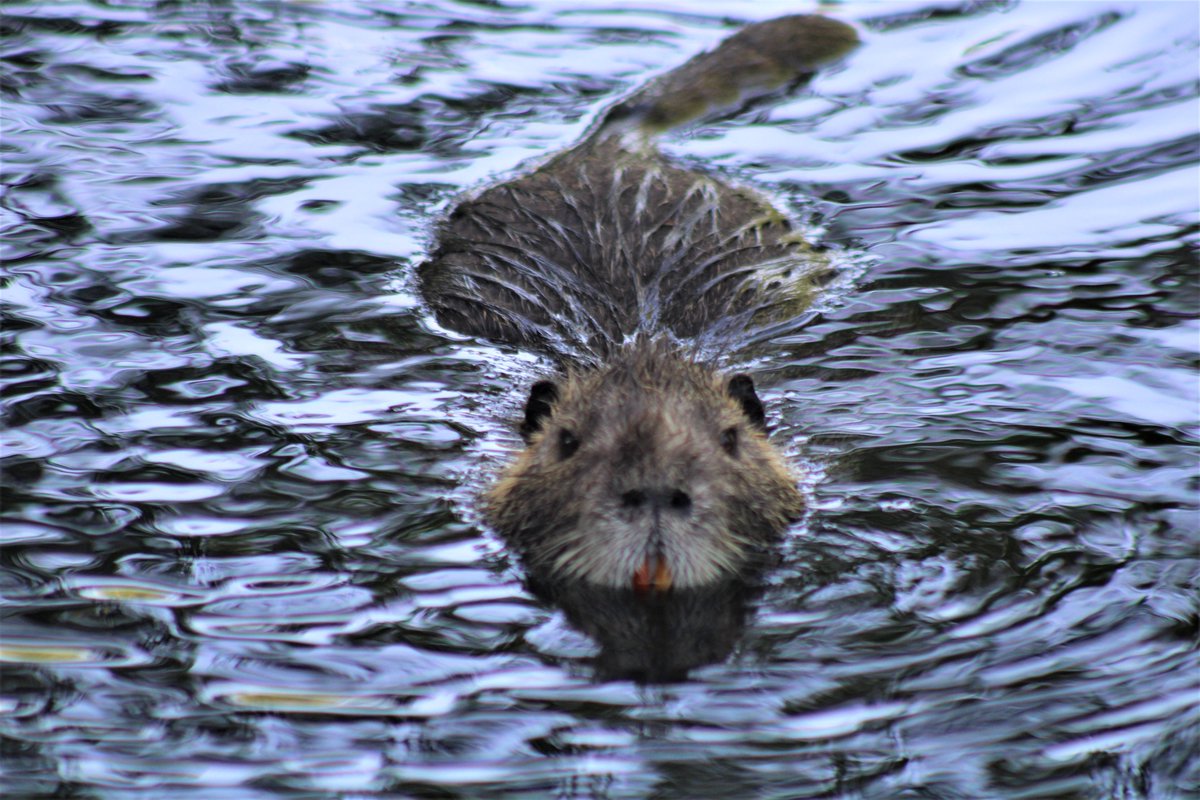 dom_mark's tweet photo. Still can't compete with Limpy the fox sightings, but here's the new visitor to our lake, what we thought was and old fat male turns out to be a young fertile female...@TheHoodedClaw66 @angiesliverpool #Ragondin #Waterrat https://t.co/WfQRw9cA7m