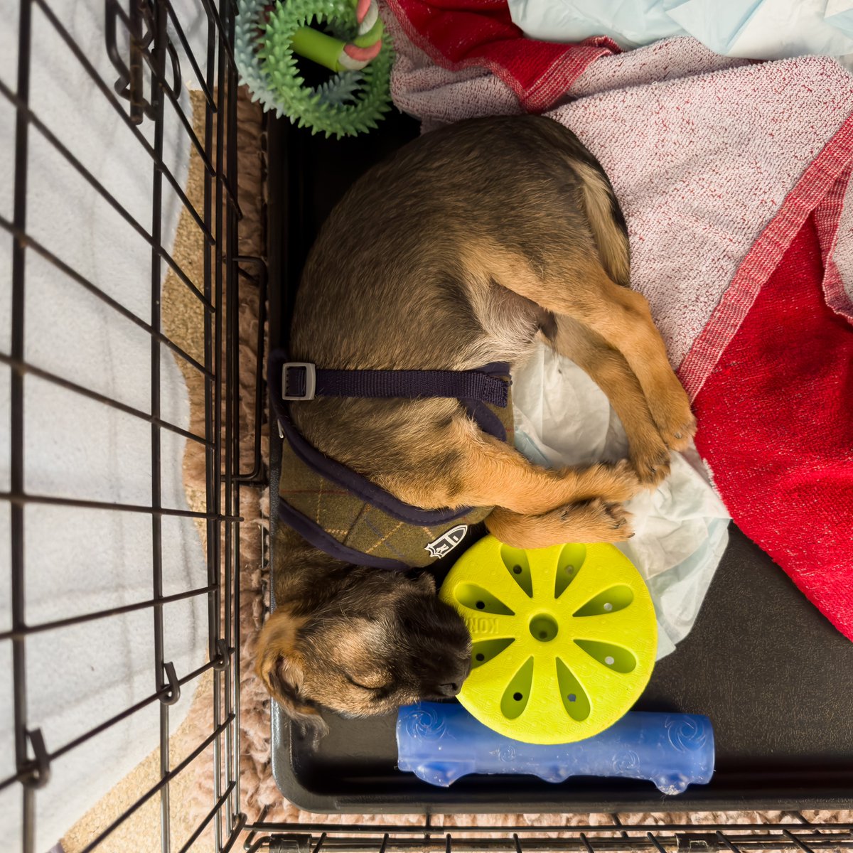 Saturdays are tiring, aren’t they my friends? #BTPosse #dogsoftwitter #dogs #dogsontwitter