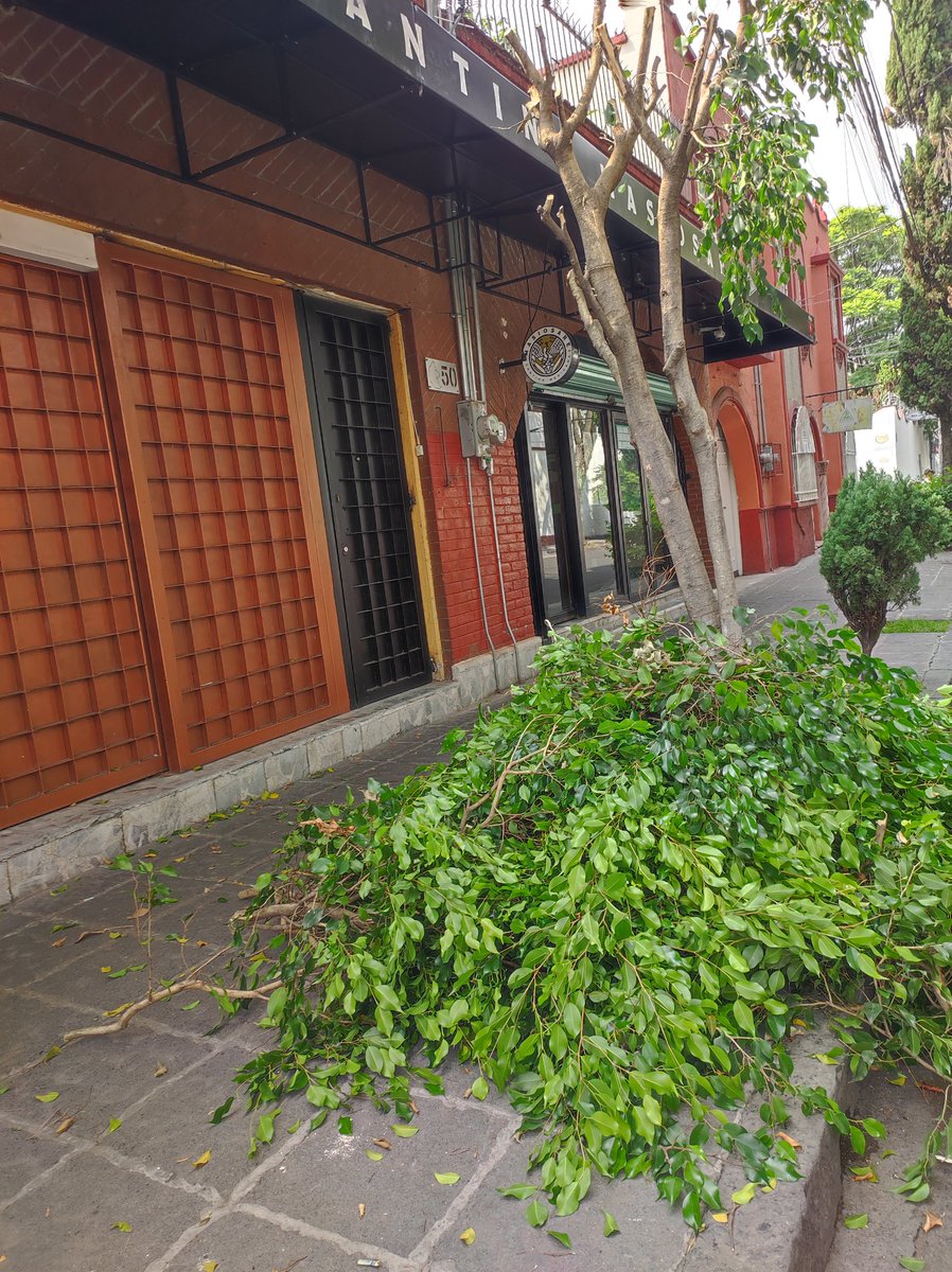vecinosVillaCoy's tweet photo. Otro árbol prácticamente desmochado porque "estorba" la colocación de toldo  a restaurante bar #Masiosare  ¿Quién  autorizó @giogutierrezag?
Carrillo Puerto 46  Col. #VillaCoyoacán #Coyoacán
@PAOTmx @mariana_boy https://t.co/xo2KuyQ6zW