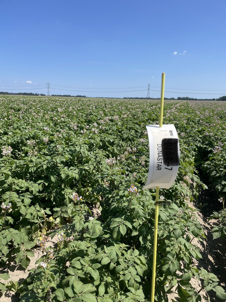 ZAPSemagri's tweet photo. Dunastar seed potatoes from Royal ZAP are on their way to a good final yield with bright tubers. 
Royal quality seed!
Check: https://t.co/XBDwPBR0lJ https://t.co/4R5NDoA8ca