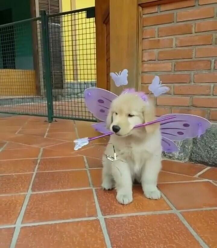 Cellocellyne's tweet photo. Yang ganggu Ocel disihir sama Jelly jadi kodok https://t.co/8omWz04rfo