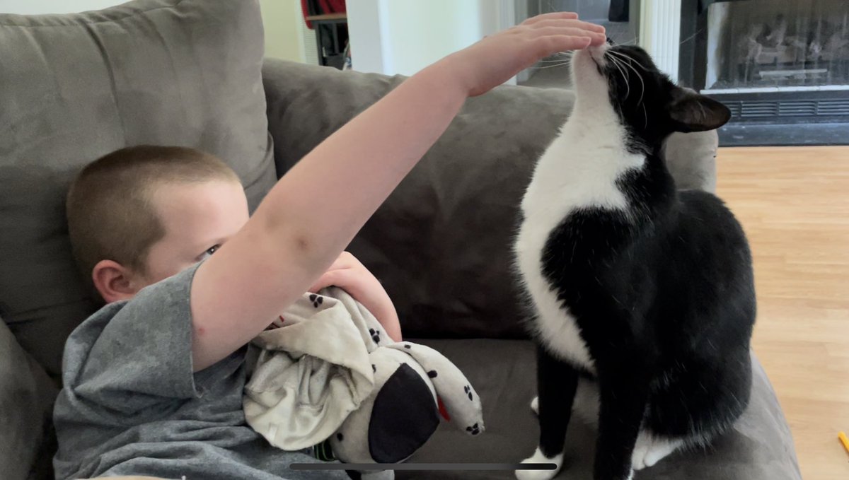 tuxedosiblings's tweet image. Me so happz mi littlz hooman iz backsies from that “tenting trippy thingy.” #CatsOfTwitter #Caturday