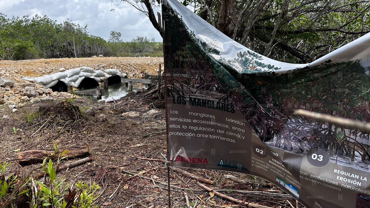 novedadesqroo's tweet photo. 🖼️#Galería | Así es como quedó el Estero de Chac, localizado en el Sur de Quintana Roo, tras ser rellenado por personal de Sedena para el Tren Maya.

La obra ya fue frenada por la misma Secretaría de la Defensa Nacional tras denuncias.

📸: Armando Galera. https://t.co/PIMBUOuuY9