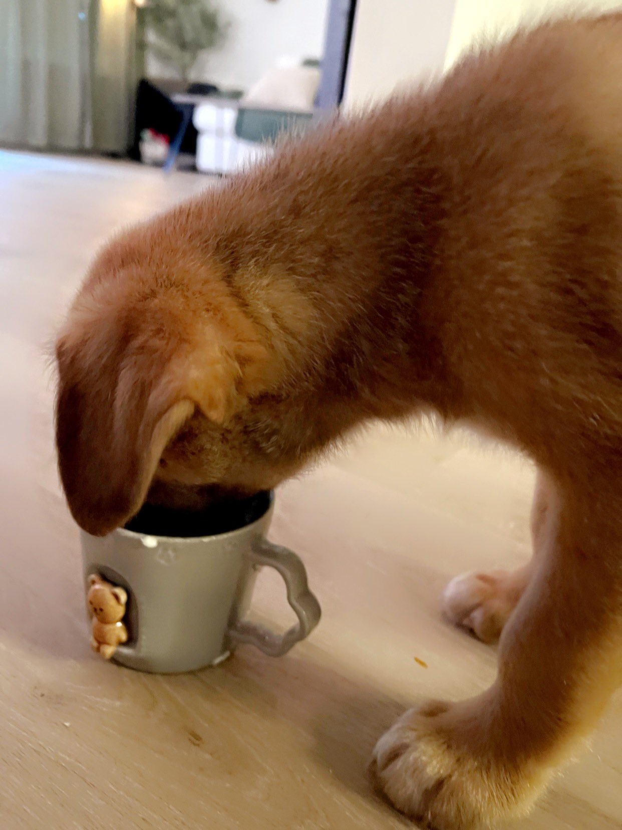 kate 𐐪𐑂 on Twitter "we got pup cups at home https//t.co/Qz2354K8zt