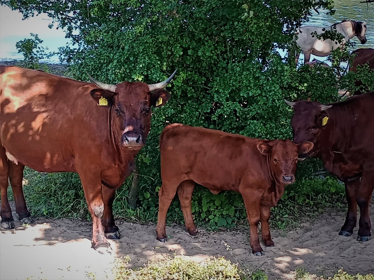 WouterVos7's tweet photo. Het was heet vandaag. Onze #rodegeuzen en #koniks zochten langs de Maasoever de schaduw op. Heel verstandig!
@FREE_Nature
@KanaalparkR https://t.co/uocA943uZW