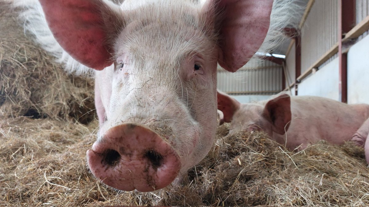 Pigoneer Pig Of The Day Hope!
She had no future, just a number on a cull list. By court order she was due to be shot.  Due to a twist of fate, she's now free &amp; loved <a href="/BTWsanctuary/">Beneath The Wood Sanctuary Ⓥ 𓃟 Pigoneer</a>. Join the Pigoneers and help support her for as little as £2.50 a month⬇️
globalvegancrowdfunder.org/pigoneer-2000-…