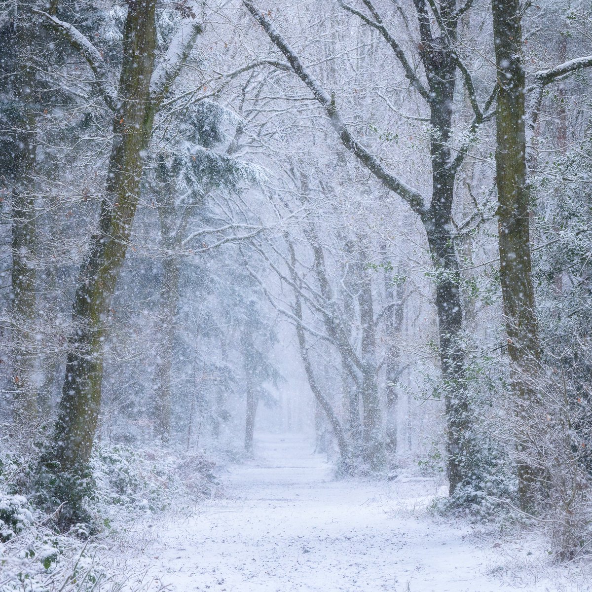 Recently managed to add a Spring version of my attempt to photograph the same scene at Oakley Wood, Warwickshire, in all 4 seasons.

Think Autumn is my favourite so far! Just Summer to go now.

Nikon Z6, Nikon 24-200 Z &amp; Polariser.
#Warwickshire