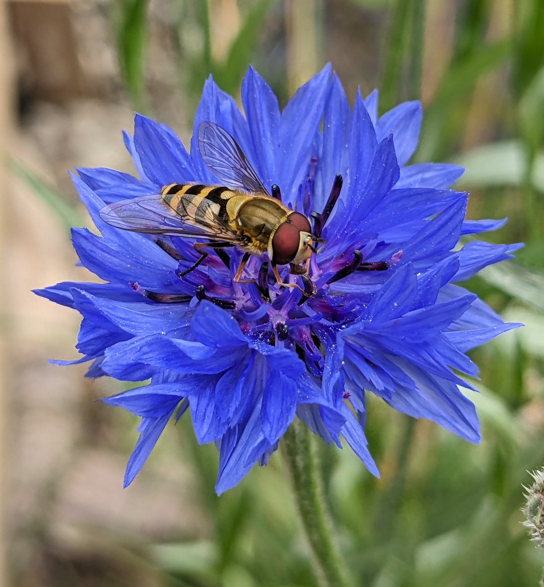 The Bee Team (@beekeepingkids) / Posts / X