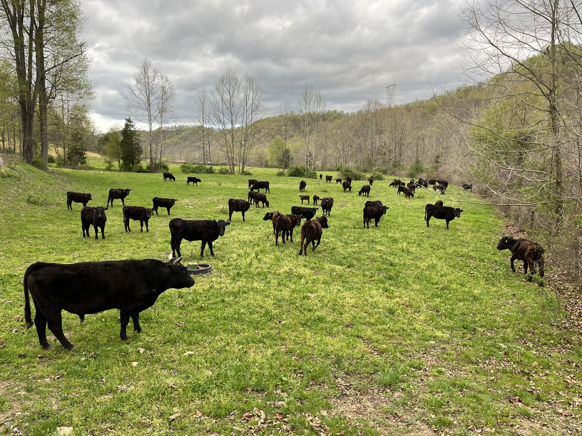 RepThomasMassie's tweet image. These are my beef cattle.
Wagyu crossed with Angus.
They’ve never had an mRNA shot and they never will… just like their farmer.